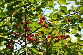 Attēlu rezultāti vaicājumam “Cerasus”