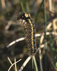 Attēlu rezultāti vaicājumam “Euthrix potatoria larva”