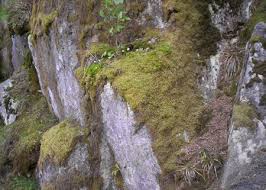 Attēlu rezultāti vaicājumam “Polytrichum juniperinum sporophyte”