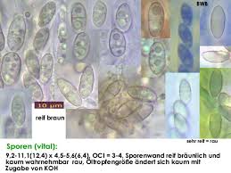 Attēlu rezultāti vaicājumam “Nectria episphaeria”