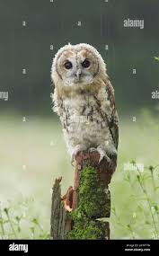 Attēlu rezultāti vaicājumam “Strix aluco juvenile”