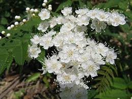 Attēlu rezultāti vaicājumam “Sorbus aucuparia flower”