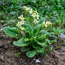 Image result for Schlüsselblumen