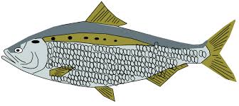 Image result for Alosa pseudoharengus