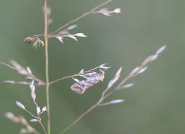 Attēlu rezultāti vaicājumam “Aethes margaritana”