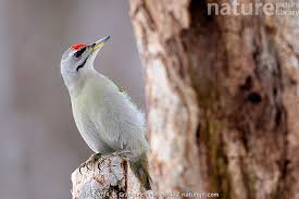 Attēlu rezultāti vaicājumam “Picus canus”