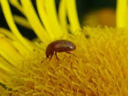 Attēlu rezultāti vaicājumam “Cychramus luteus”