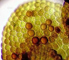 Attēlu rezultāti vaicājumam “Frullania fragilifolia”