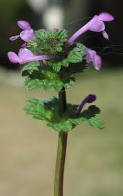 Attēlu rezultāti vaicājumam “Lamium amplexicaule flower”