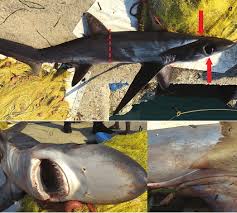 Image result for Alopias superciliosus