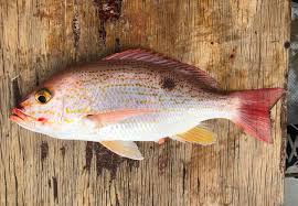 Image result for Lutjanus colorado