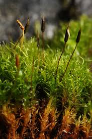 Attēlu rezultāti vaicājumam “Bryoerythrophyllum recurvirostrum sporophyte”