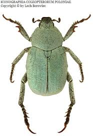 Attēlu rezultāti vaicājumam “Hoplia parvula”