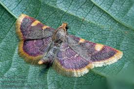 Attēlu rezultāti vaicājumam “Hypsopygia costalis”