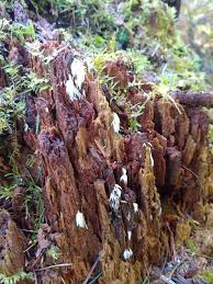 Attēlu rezultāti vaicājumam “Mucronella calva”