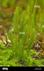 Attēlu rezultāti vaicājumam “Lycopodiella inundata”