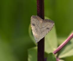 Attēlu rezultāti vaicājumam “Rivula sericealis”