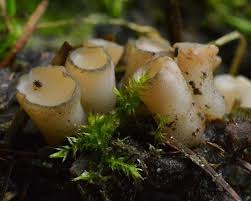 Attēlu rezultāti vaicājumam “Cudoniella clavus”