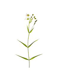 Attēlu rezultāti vaicājumam “Stellaria holostea leaf”
