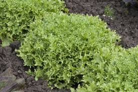 Image result for Endivie