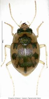 Attēlu rezultāti vaicājumam “Omophron limbatum”