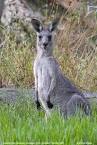 Eastern Grey Kangaroo Macropus giganteus