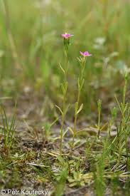 Attēlu rezultāti vaicājumam “Centaurium littorale flower”