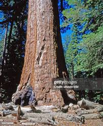 Image result for Mammutbaum