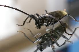 Attēlu rezultāti vaicājumam “Scolytidae”