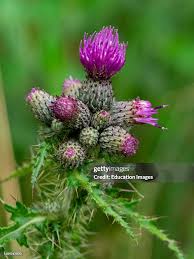 Attēlu rezultāti vaicājumam “Cirsium palustre”