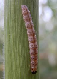 Attēlu rezultāti vaicājumam “Euura brevicornis larva”