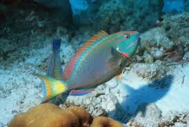 Image result for Sparisoma viride