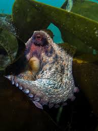 Image result for Worcester Divers Octopush Club