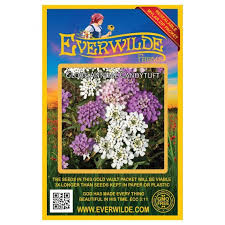 Image result for Iberis umbellata