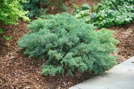 Attēlu rezultāti vaicājumam “Juniperus chinensis”