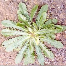 Attēlu rezultāti vaicājumam “Hypochaeris radicata bud”