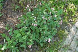 Attēlu rezultāti vaicājumam “Pulmonaria saccharata”