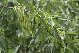 Attēlu rezultāti vaicājumam “Fraxinus pennsylvanica male flower”