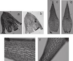 Attēlu rezultāti vaicājumam “Sphagnum wulfianum”