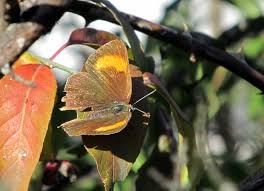 Attēlu rezultāti vaicājumam “Thecla betulae female”
