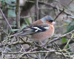 Attēlu rezultāti vaicājumam “Fringilla coelebs male”