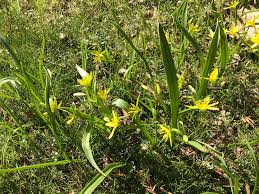 Attēlu rezultāti vaicājumam “Gagea lutea”