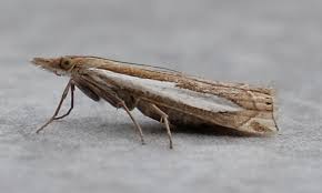 Attēlu rezultāti vaicājumam “Crambus hamella”