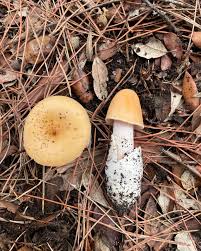 Attēlu rezultāti vaicājumam “Amanita crocea”