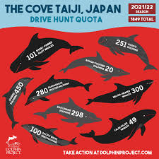 Image result for japan dolphin slaughter