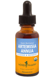 Image result for Artemisia annua