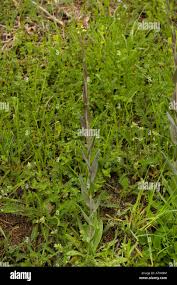 Attēlu rezultāti vaicājumam “Arabis glabra leaf”