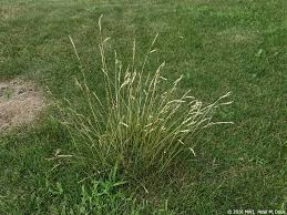 Attēlu rezultāti vaicājumam “Festuca rubra subsp. rubra fruit”