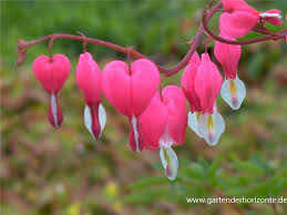 Image result for tränendes Herz