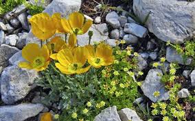 Image result for Alpenmohn